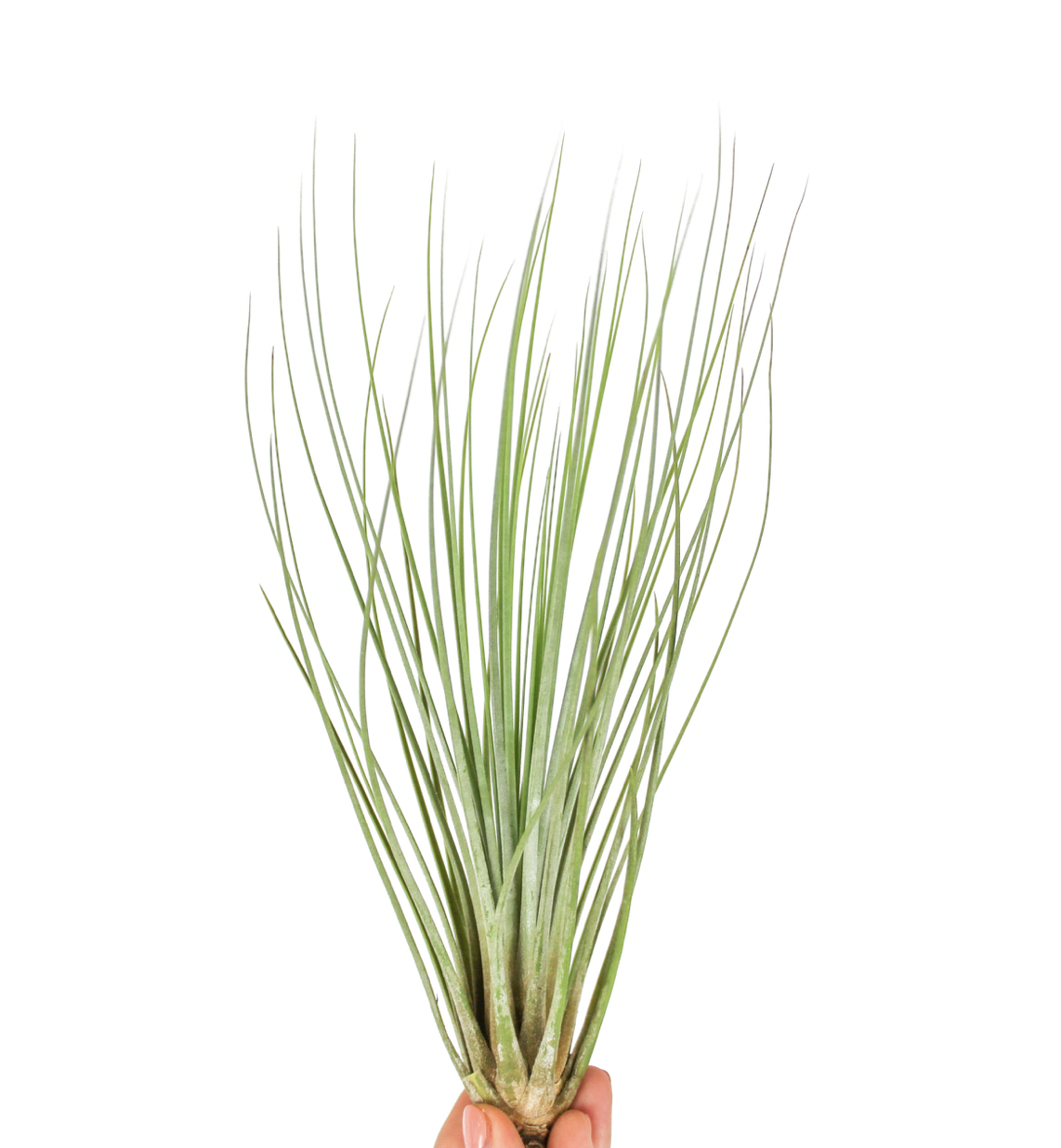 Russell&#39;s Juncifolia 4-6&quot;