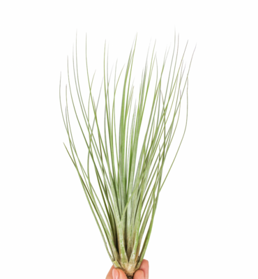Russell&#39;s Juncifolia 4-6&quot;
