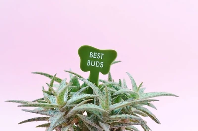 TGG Best Buds stake