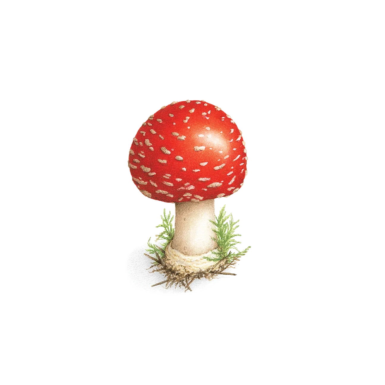 Tattly mushroom