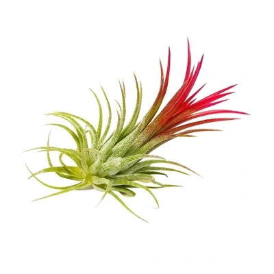 Russell's Ionantha Fuego
