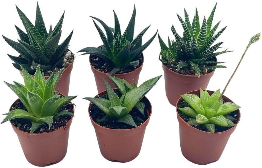 Russell&#39;s 2&quot; Haworthia