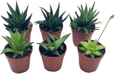 Russell&#39;s 2&quot; Haworthia