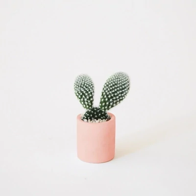 Jungle club tiny pot