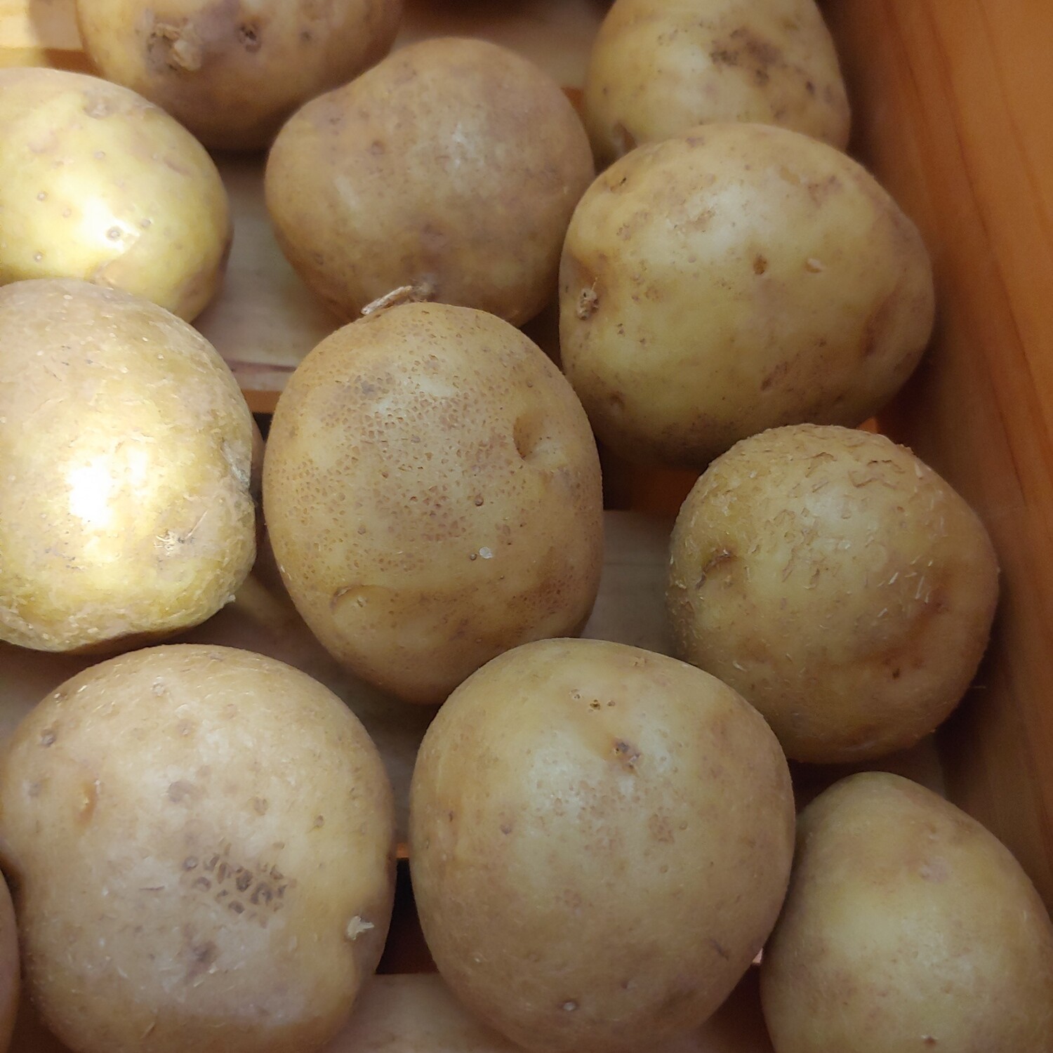 potatoes, yellow; 1# bag; Garrett Growers potatoes, yellow; 1# bag; Garrett Growers