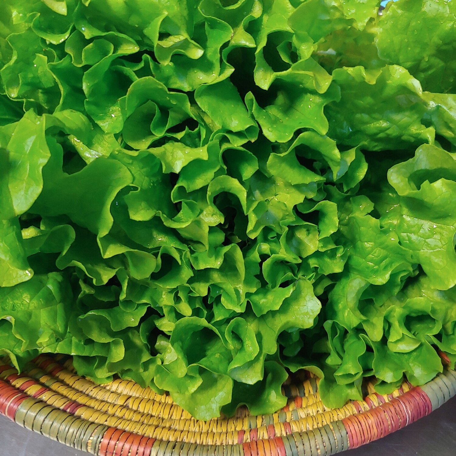 lettuce, head; Sickler Farm lettuce, head; Sickler Farm