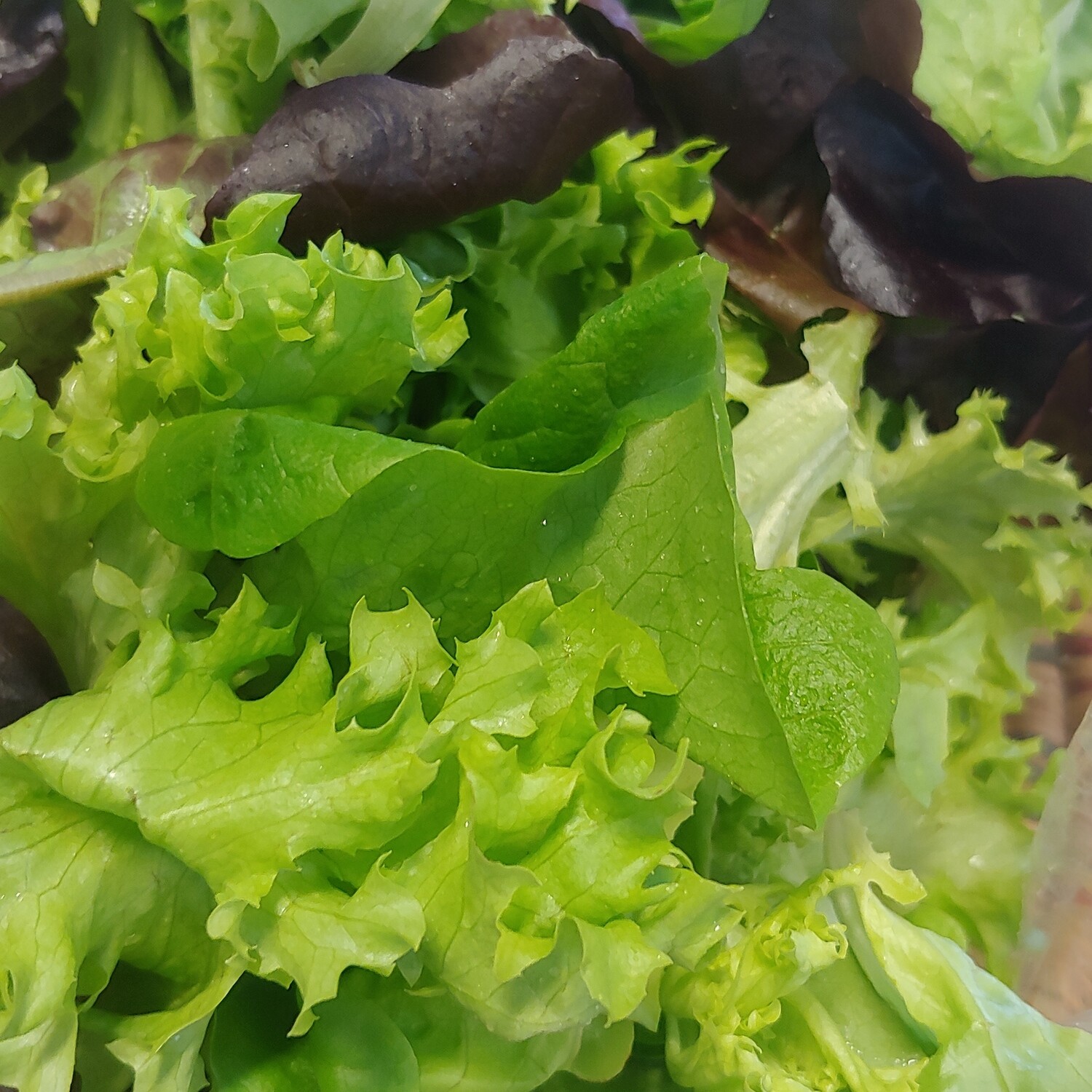 salad mix; .36#; per bag; Sickler Farm salad mix; .36#; per bag; Sickler Farm
