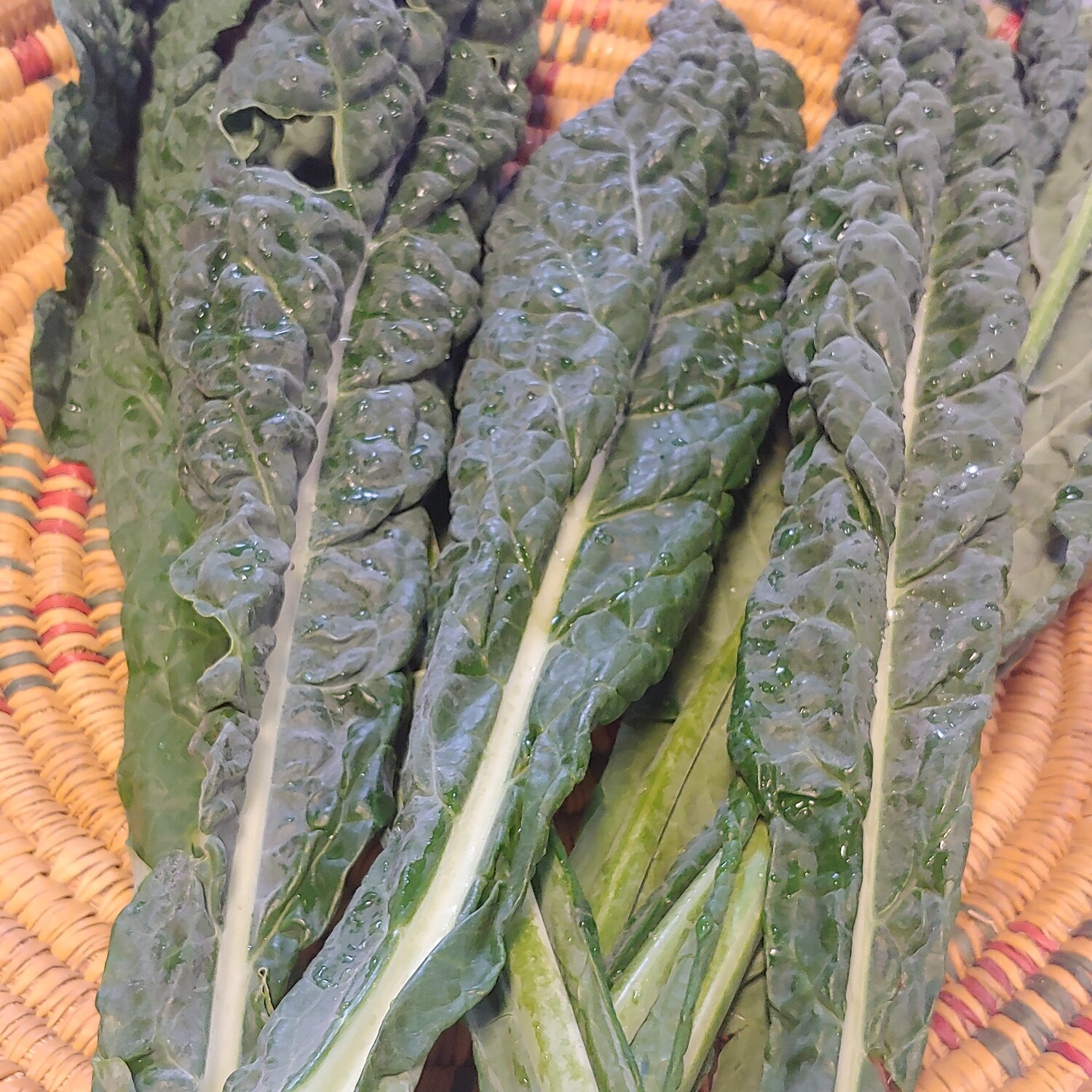 kale, dino; per bunch; Sickler Farm kale, dino; per bunch; Sickler Farm