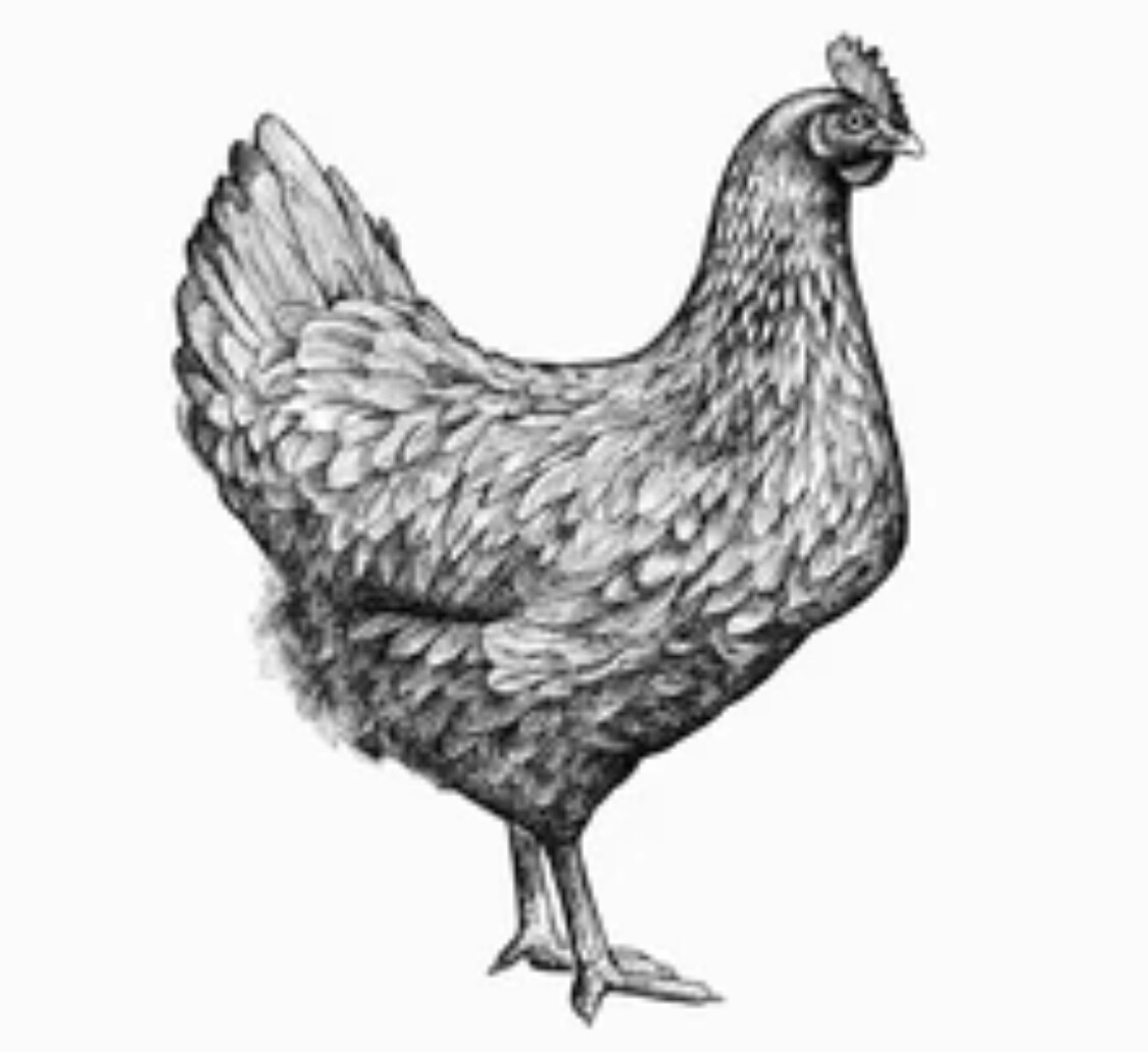 chicken, legs; CJ Mt. Morgans Farm