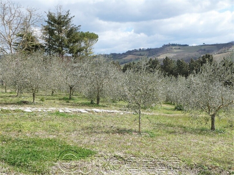 SAN BENEDETTO. Terreno di 13.000 mq con oliveto ed annesso SAN BENEDETTO. Terreno di 13.000 mq con oliveto ed annesso