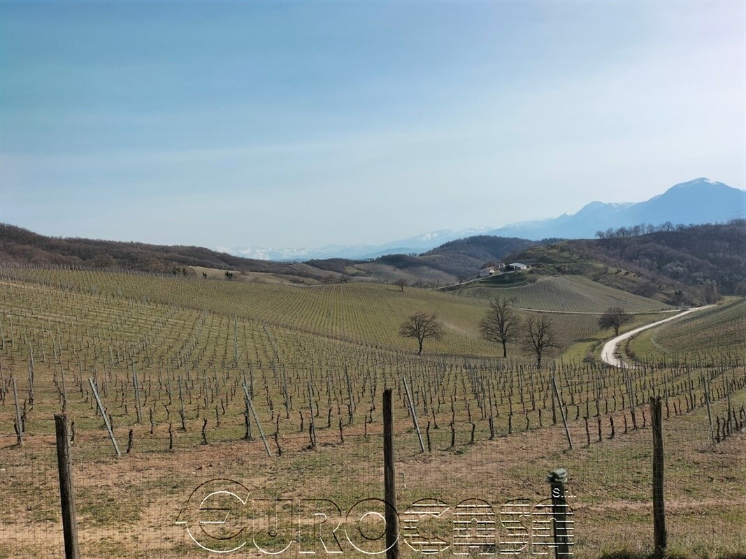 MACERATA. Azienda di 370 ha con vigneto ed allevamento MACERATA. Azienda di 370 ha con vigneto ed allevamento