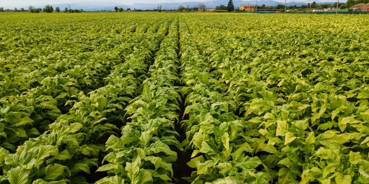 PERUGIA. Azienda con terreni irrigui, noccioleto e fotovoltaico