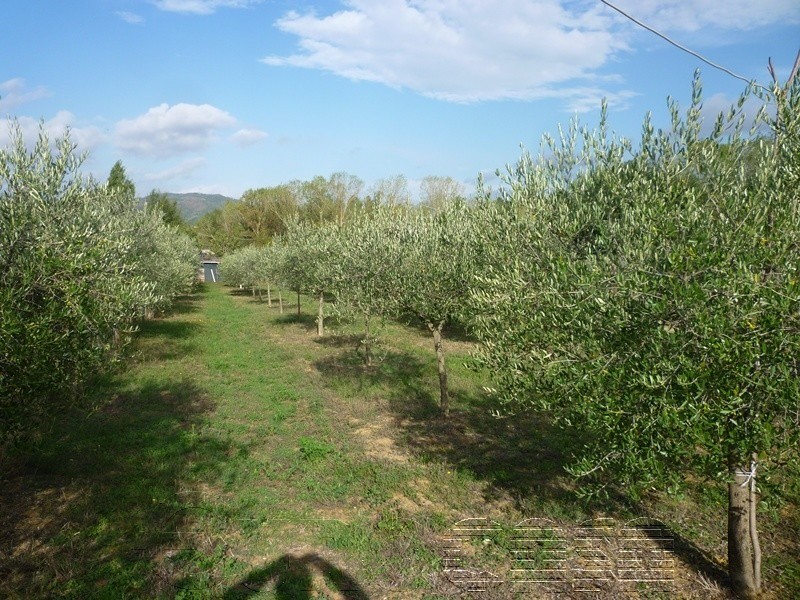 SAN BENEDETTO. Terreno agricolo di mq 2500 con annesso e oliveto SAN BENEDETTO. Terreno agricolo di mq 2500 con annesso e oliveto