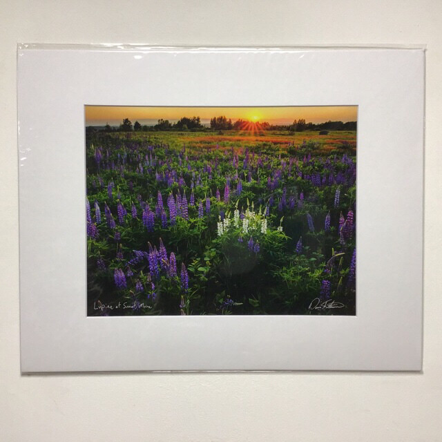 Lupine At Sunset David FitzSimmons Matted And Signed Giclee Print