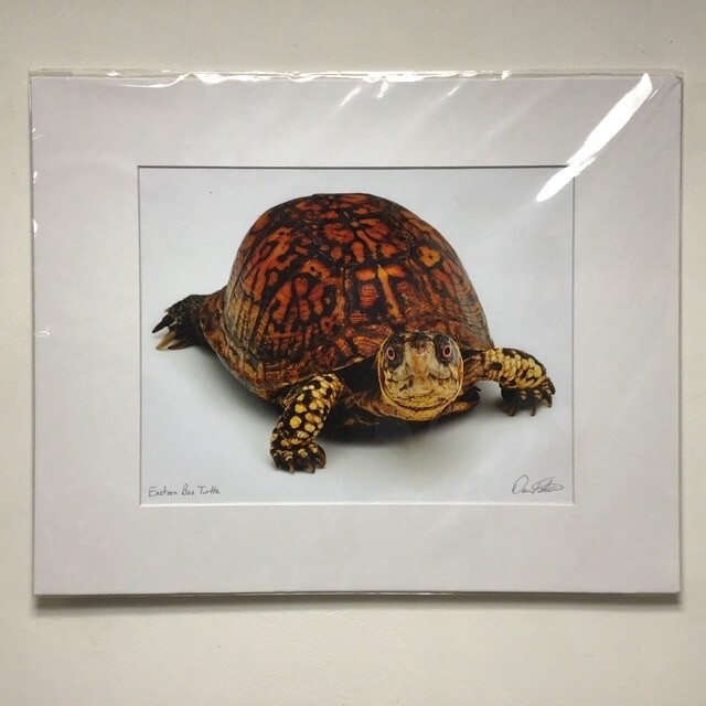 Eastern Box Turtle David FitzSimmons Matted And Signed Giclee Print