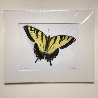 Tiger Swallowtail David FitzSimmons Matted And Signed Giclee Print