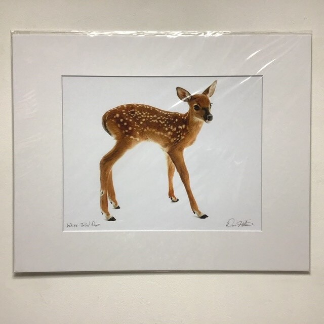 Whitetail Deer David FitzSimmons Matted And Signed Giclee Print
