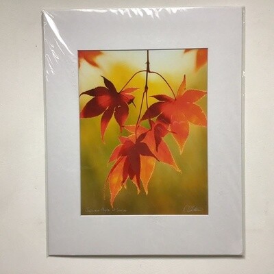 Japanese Maple At Sunrise David FitzSimmons Matted And Signed Giclee Print