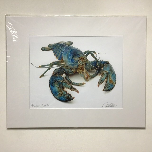 American Lobster David FitzSimmons Matted And Signed Giclee Print