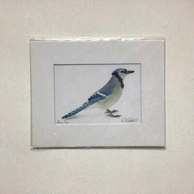 Blue Jay David FitzSimmons Matted And Signed Giclee Print
