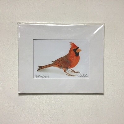 Northern Cardinal David FitzSimmons Matted And Signed Giclee Print