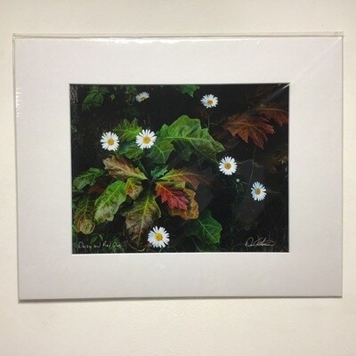 Daisy And Red Oak David FitzSimmons Matted And Signed Giclee Print
