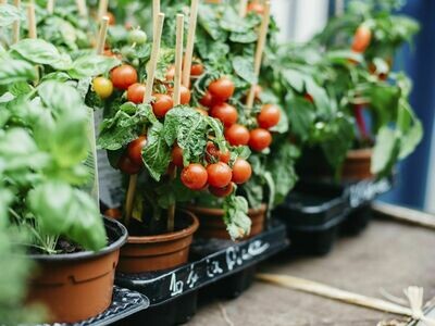 Kitchen gardening