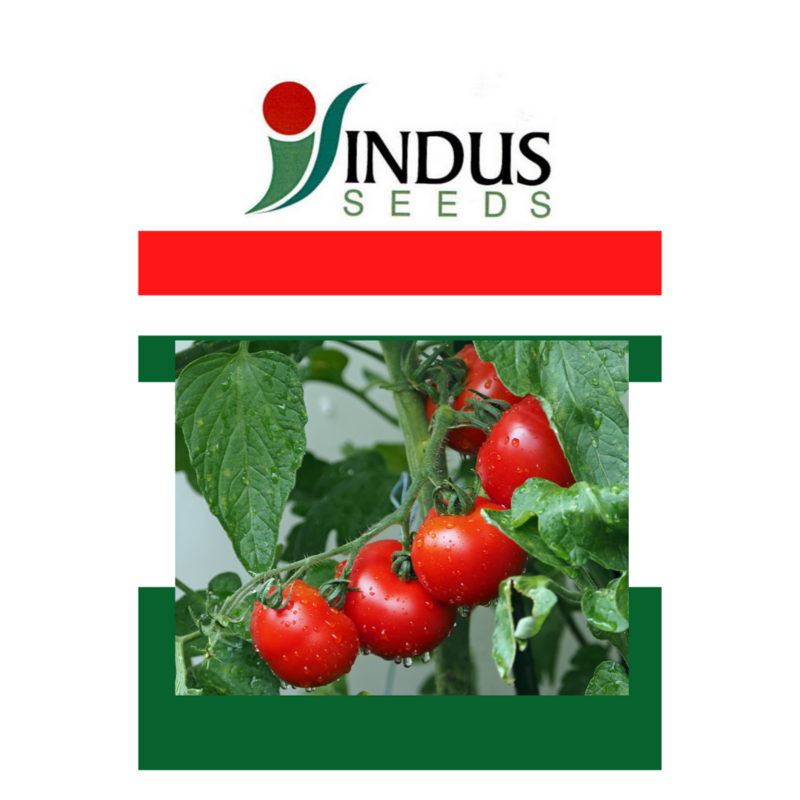 Grow Tomato