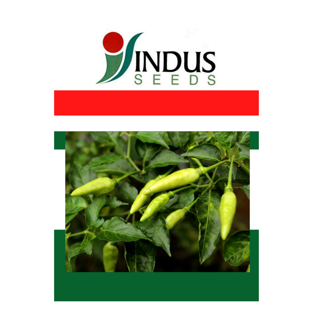 Grow chili