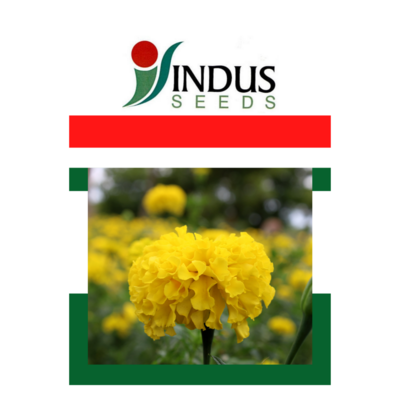 Marigold seeds