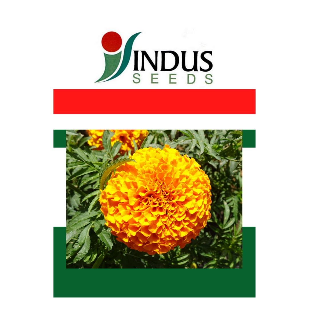 Marigold seeds