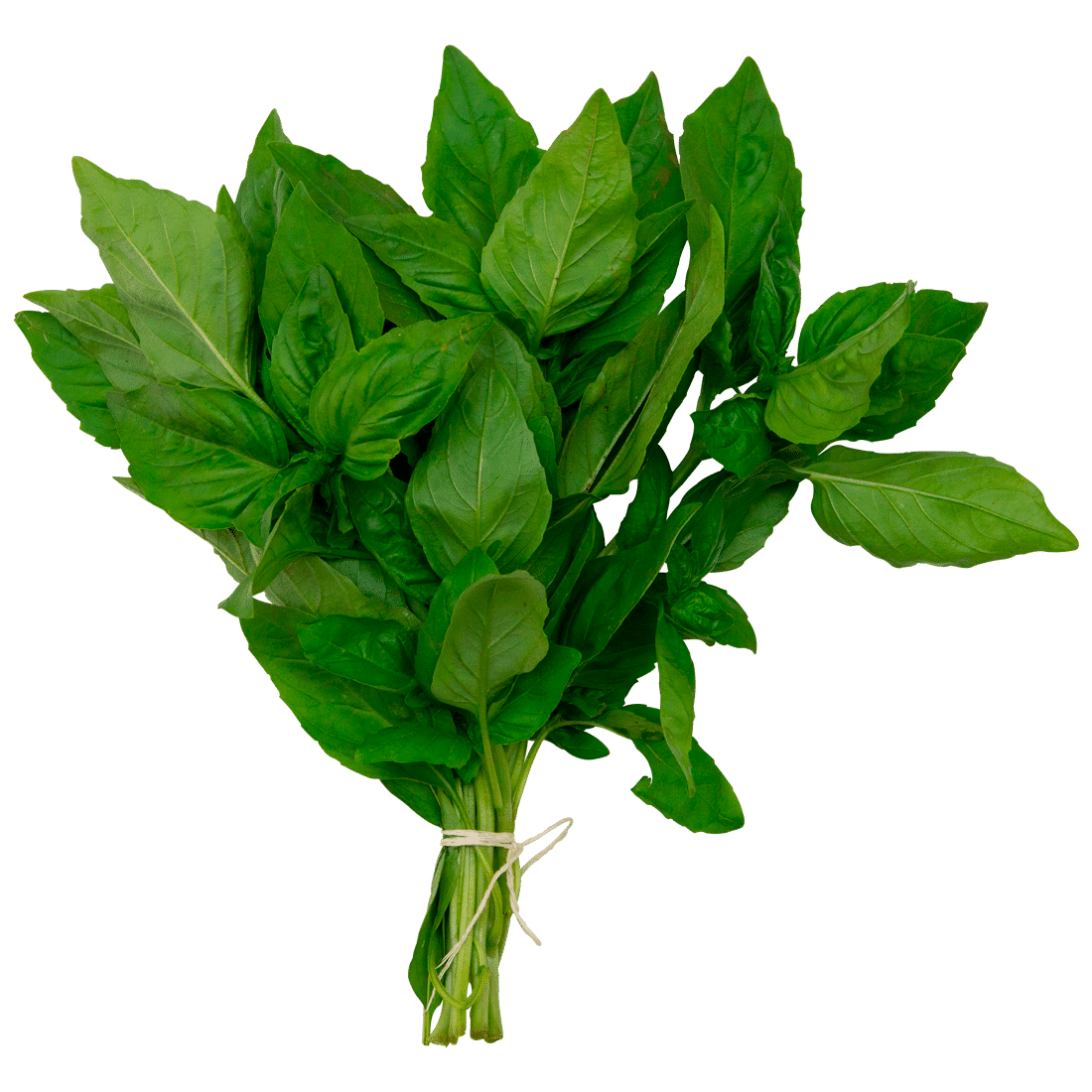 ALBAHACA 1/2 AMARRO ALBAHACA 1/2 AMARRO