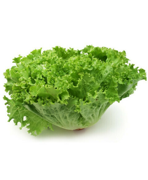 LECHUGA DE CARPA CRESPA 1 BOLSA LECHUGA DE CARPA CRESPA 1 BOLSA