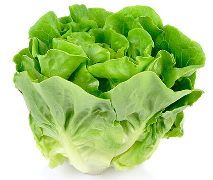 LECHUGA DE CARPA SEÑORITA 1 BOLSA LECHUGA DE CARPA SEÑORITA 1 BOLSA