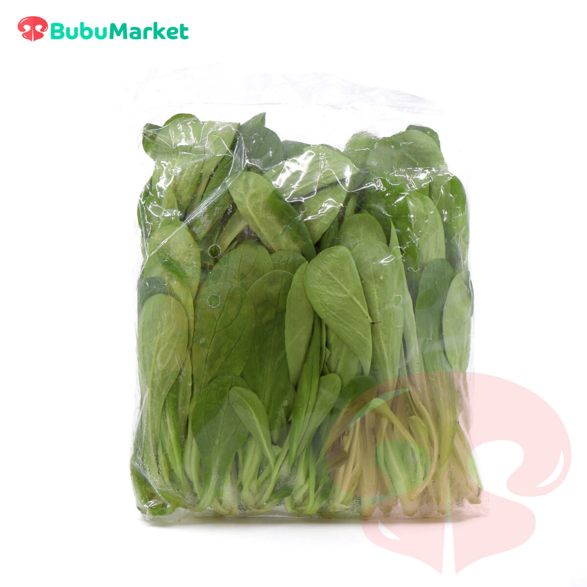 LECHUGA DE CARPA SUIZA 1 BOLSA LECHUGA DE CARPA SUIZA 1 BOLSA