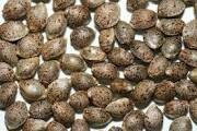 SEMILLAS de CANNABIS Regulares  (Indiga-Sativa-Femenizadas)  Delta9. Banco Propio.pack.10+3