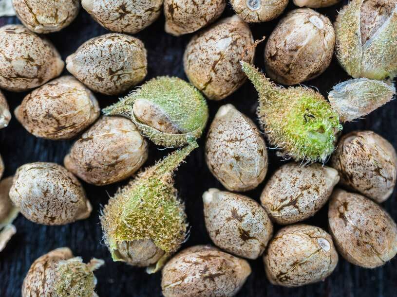 SEMILLAS de CANNABIS (de gnetica) variedad &quot;AK/47&quot; Femenizadas-Automaticas. Pack.6+1