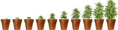 Plantines de 15-30-45  dias