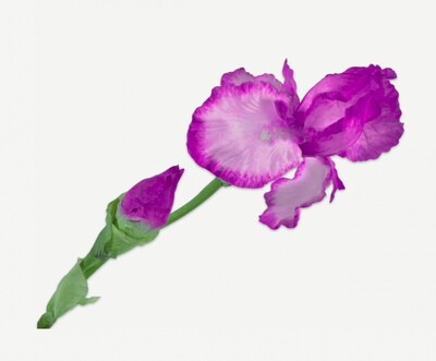 Iris Kunstblume - pink