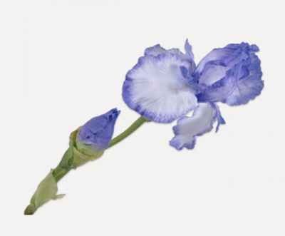 Iris Kunstblume - blau