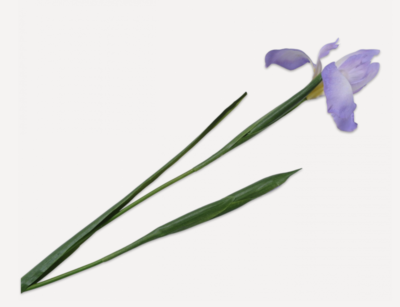 Iris Kunstblume - violett