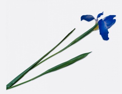 Iris Kunstblume - blau