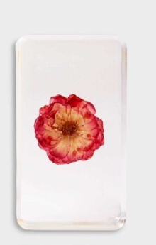 &klevering Amsterdam - Trockenblume pink