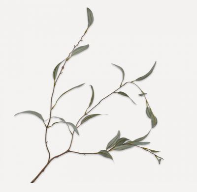 Eukalyptus  Zweig von Silk-ka