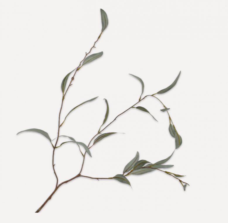 Eukalyptus  Zweig von Silk-ka