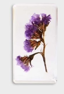 &klevering Amsterdam - Trockenblume lila