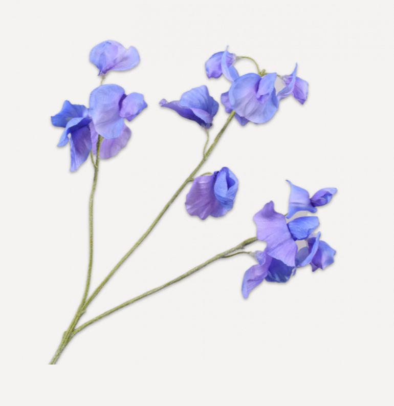 Lathyrus Zweig bleu von Silk-ka