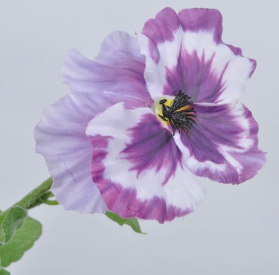 Veilchen von Silk-ka Veilchen von Silk-ka