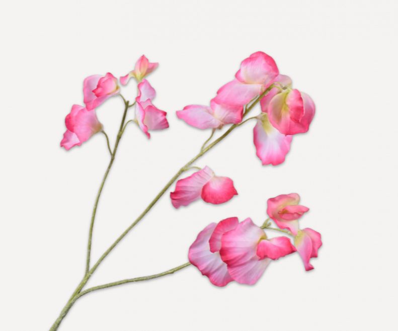 Lathyrus Zweig  pink von Silk-ka