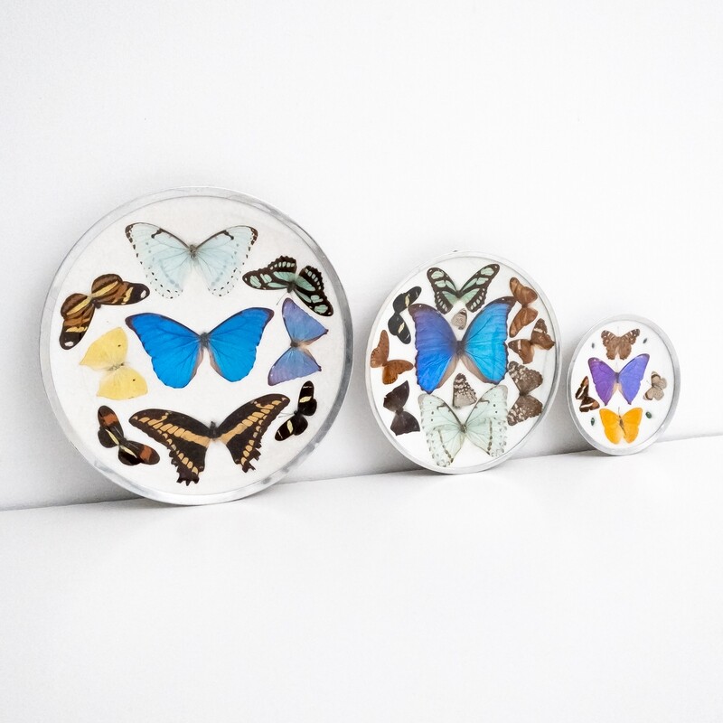 Set of 3 decorative plates from the stuffed butterflies collection